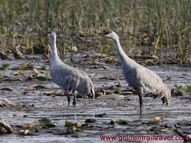 Cambodia Birding: Ang Trapeang Thmor, Crane Reserve
